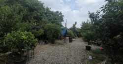 GRAFFIGNANA – Terreno agricolo