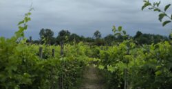 GRAFFIGNANA – Terreno agricolo