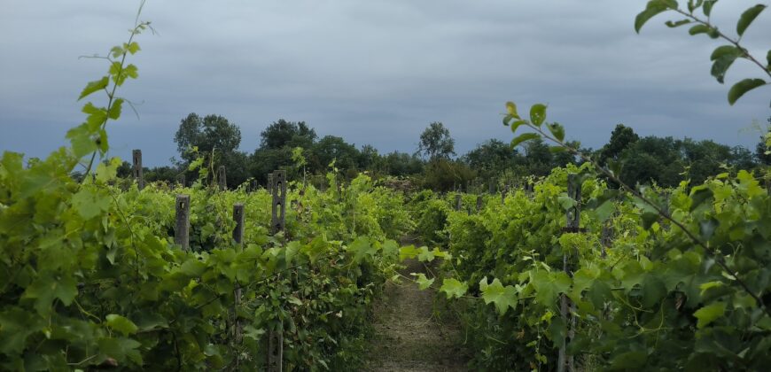 GRAFFIGNANA – Terreno agricolo