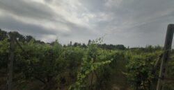 GRAFFIGNANA – Terreno agricolo