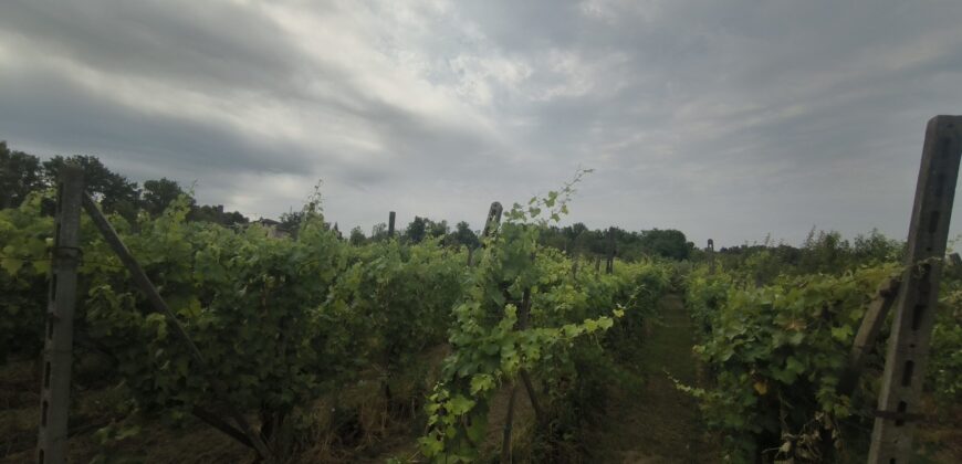 GRAFFIGNANA – Terreno agricolo