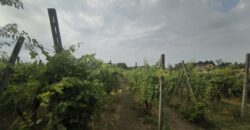 GRAFFIGNANA – Terreno agricolo