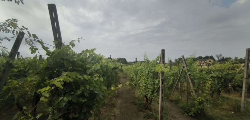 GRAFFIGNANA – Terreno agricolo