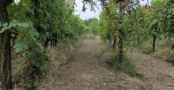 GRAFFIGNANA – Terreno agricolo