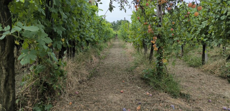 GRAFFIGNANA – Terreno agricolo