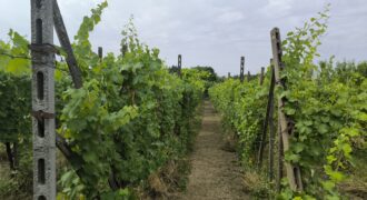 GRAFFIGNANA – Terreno agricolo