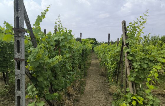 GRAFFIGNANA – Terreno agricolo