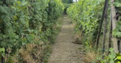 GRAFFIGNANA – Terreno agricolo