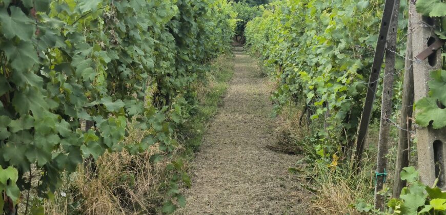 GRAFFIGNANA – Terreno agricolo