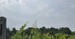 GRAFFIGNANA – Terreno agricolo