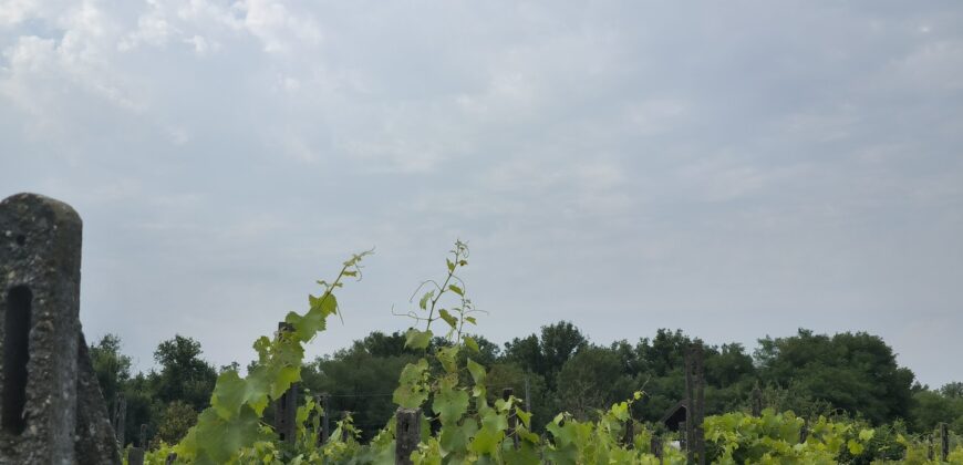 GRAFFIGNANA – Terreno agricolo