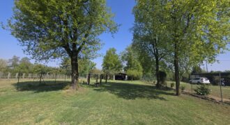 GRAFFIGNANA – Terreno agricolo in vendita