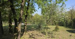 GRAFFIGNANA – Terreno agricolo in vendita