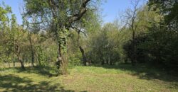 GRAFFIGNANA – Terreno agricolo in vendita