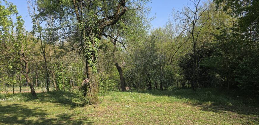 GRAFFIGNANA – Terreno agricolo in vendita
